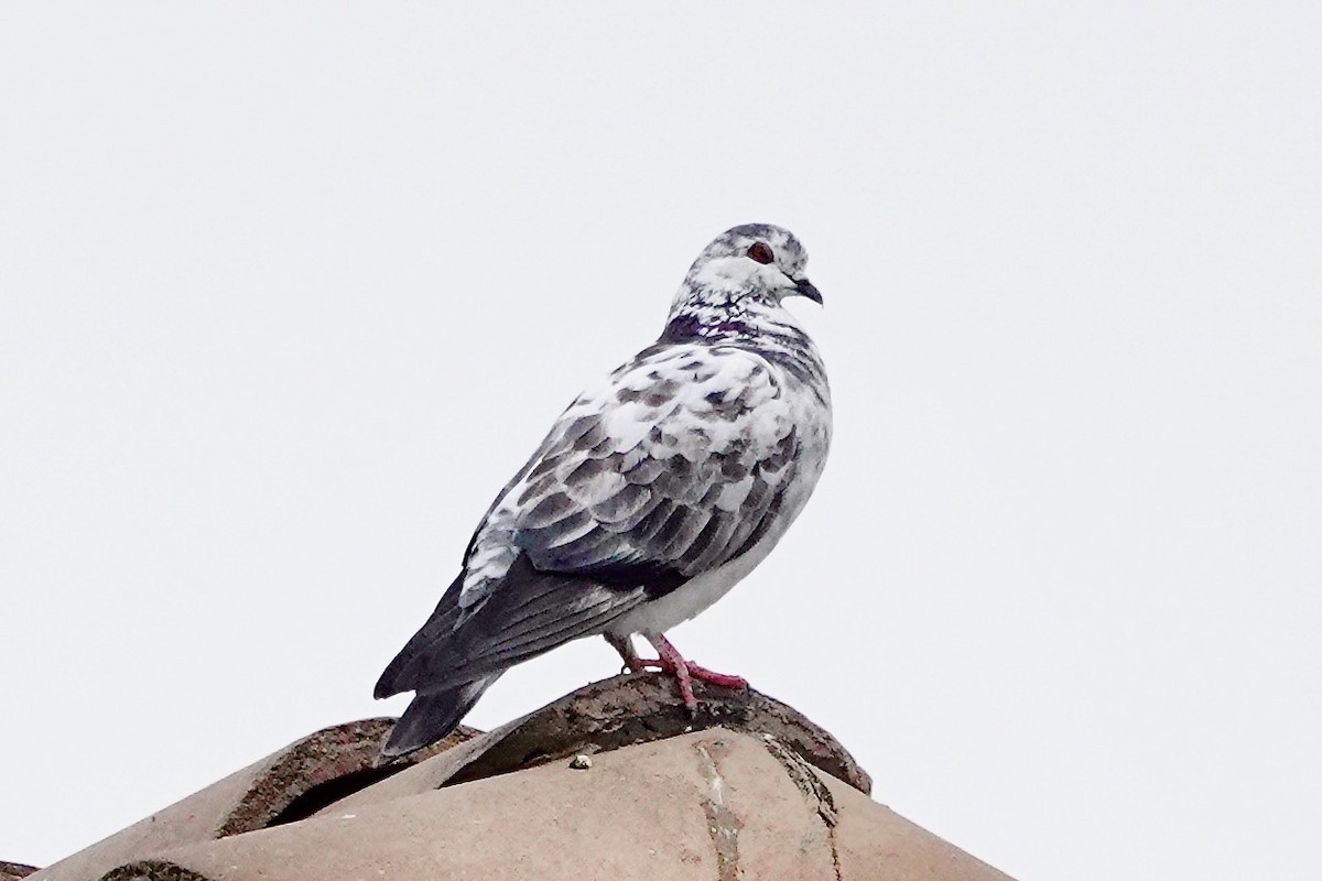 Rock Pigeon (Feral Pigeon) - ML543840291