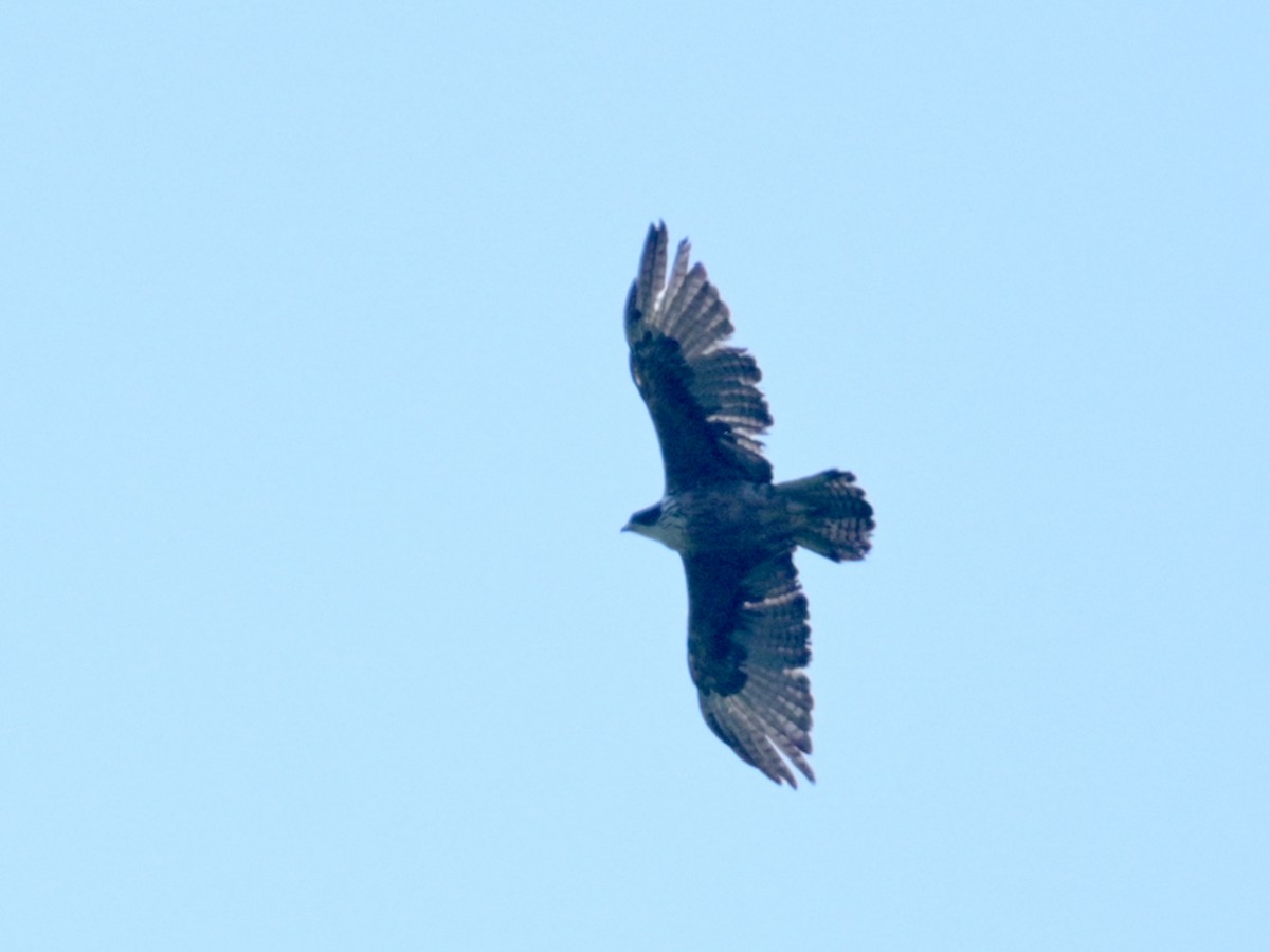 Rufous-bellied Eagle - ML543841811