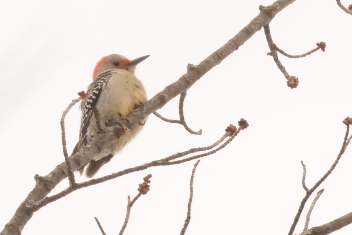 Red-bellied Woodpecker - ML543842171