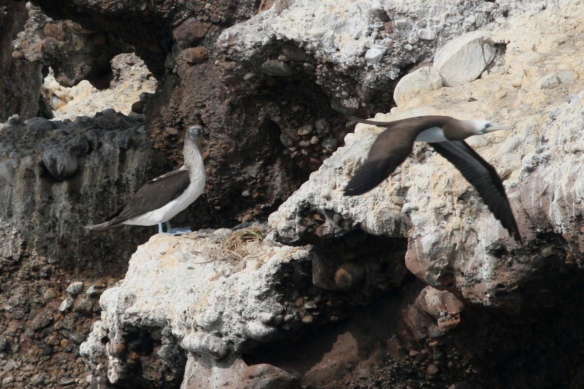 Blue-footed Booby - ML543843361