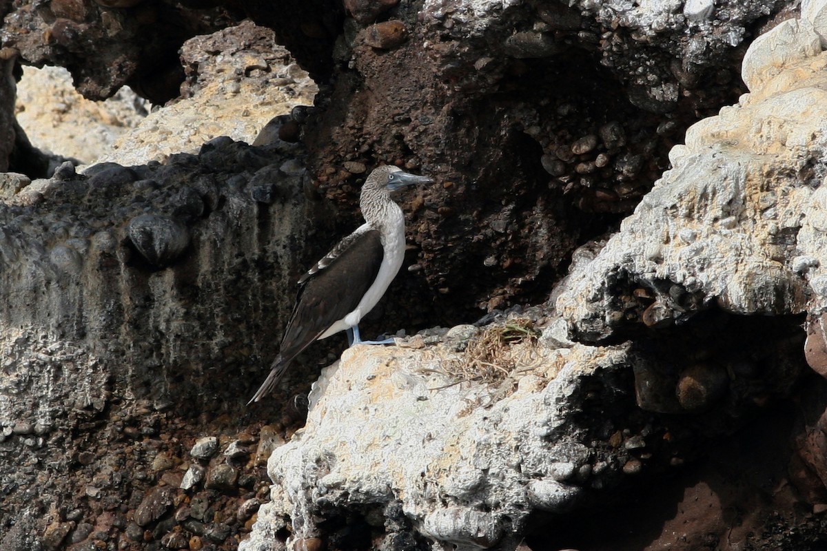 Blue-footed Booby - ML543844101