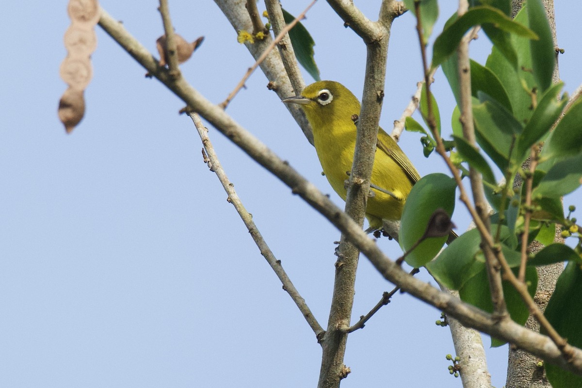 Yellow-fronted White-eye - Anonymous