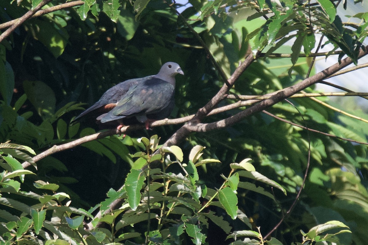Pacific Imperial-Pigeon - Anonymous