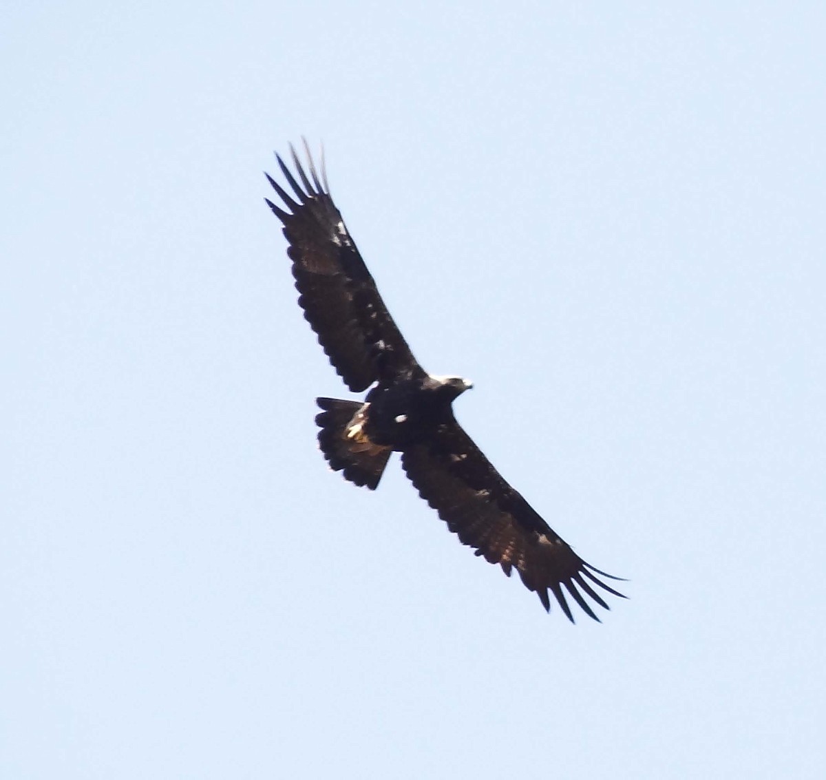 Greater Spotted Eagle - Laxminarayan Sonawane