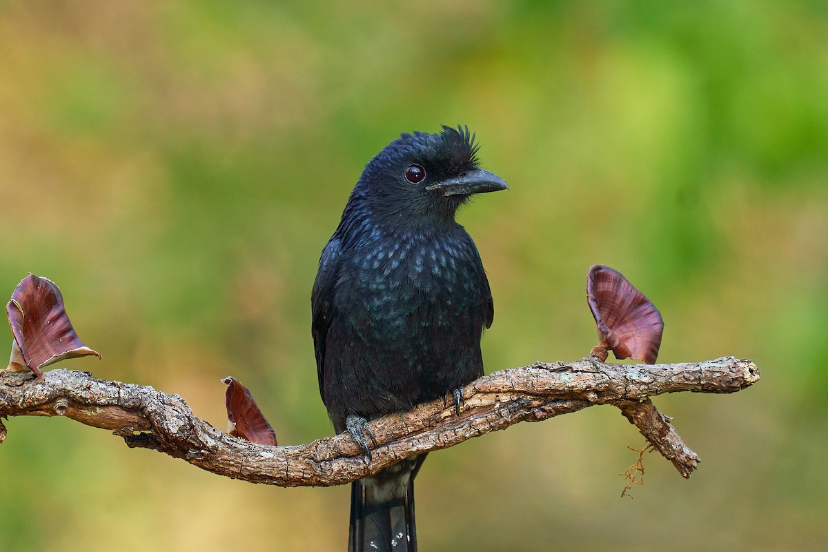 Greater Racket-tailed Drongo - ML543853761