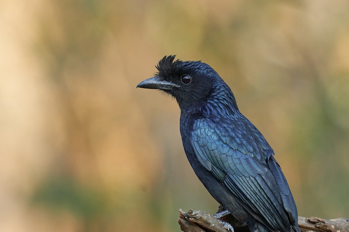 Greater Racket-tailed Drongo - ML543853771