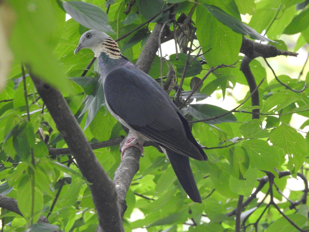 Ashy Wood-Pigeon - ML543855081