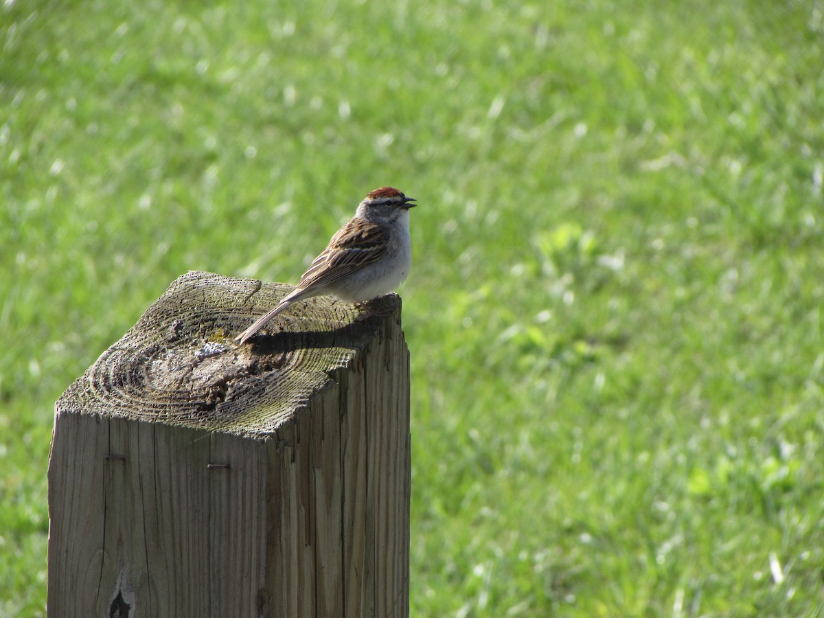 Chipping Sparrow - Randy Wilson
