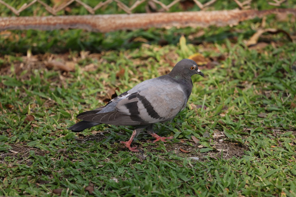 Rock Pigeon (Feral Pigeon) - ML543858701