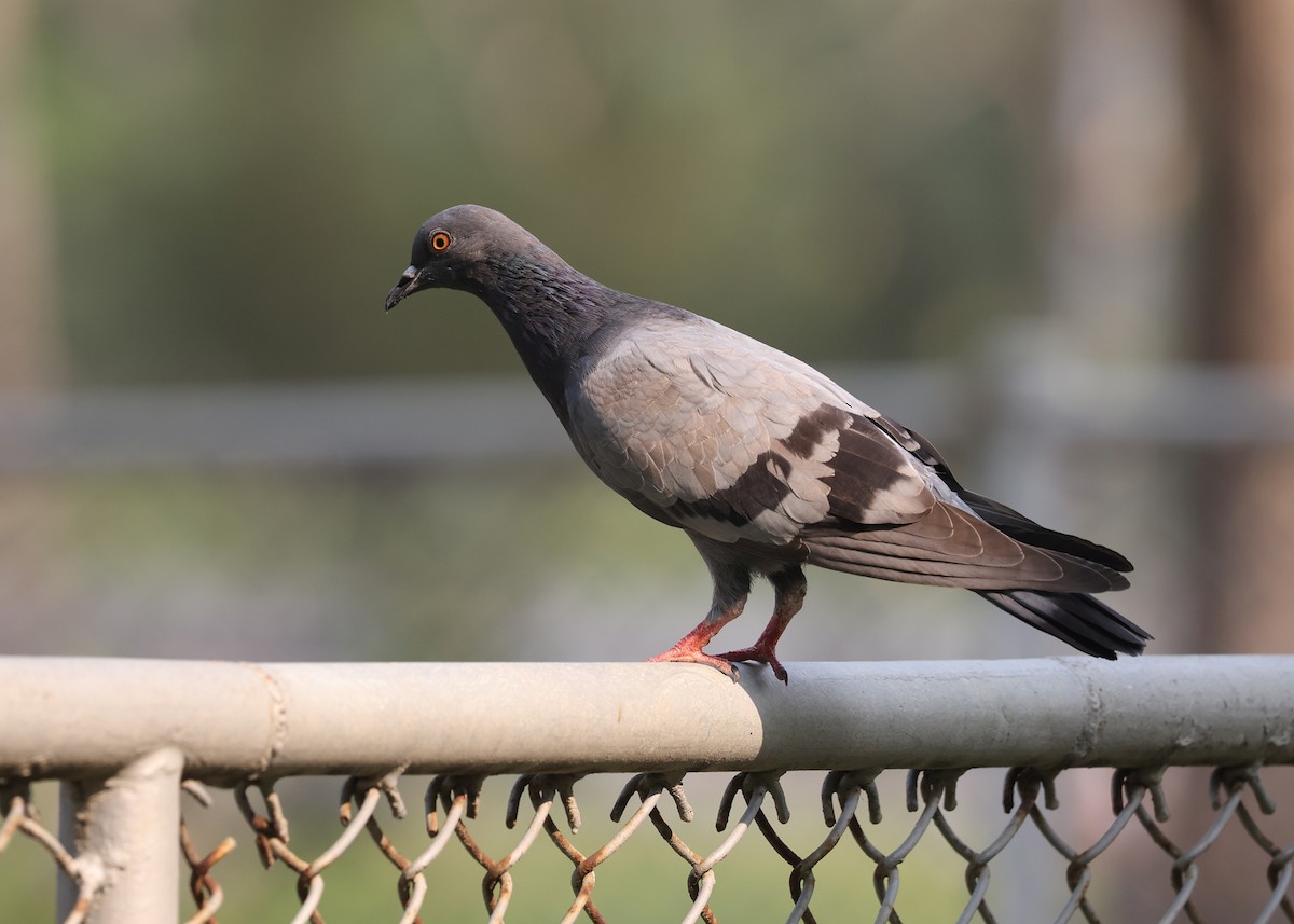 Rock Pigeon (Feral Pigeon) - ML543858711