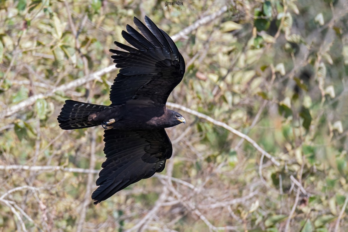 Black Eagle - Deepak Budhathoki 🦉