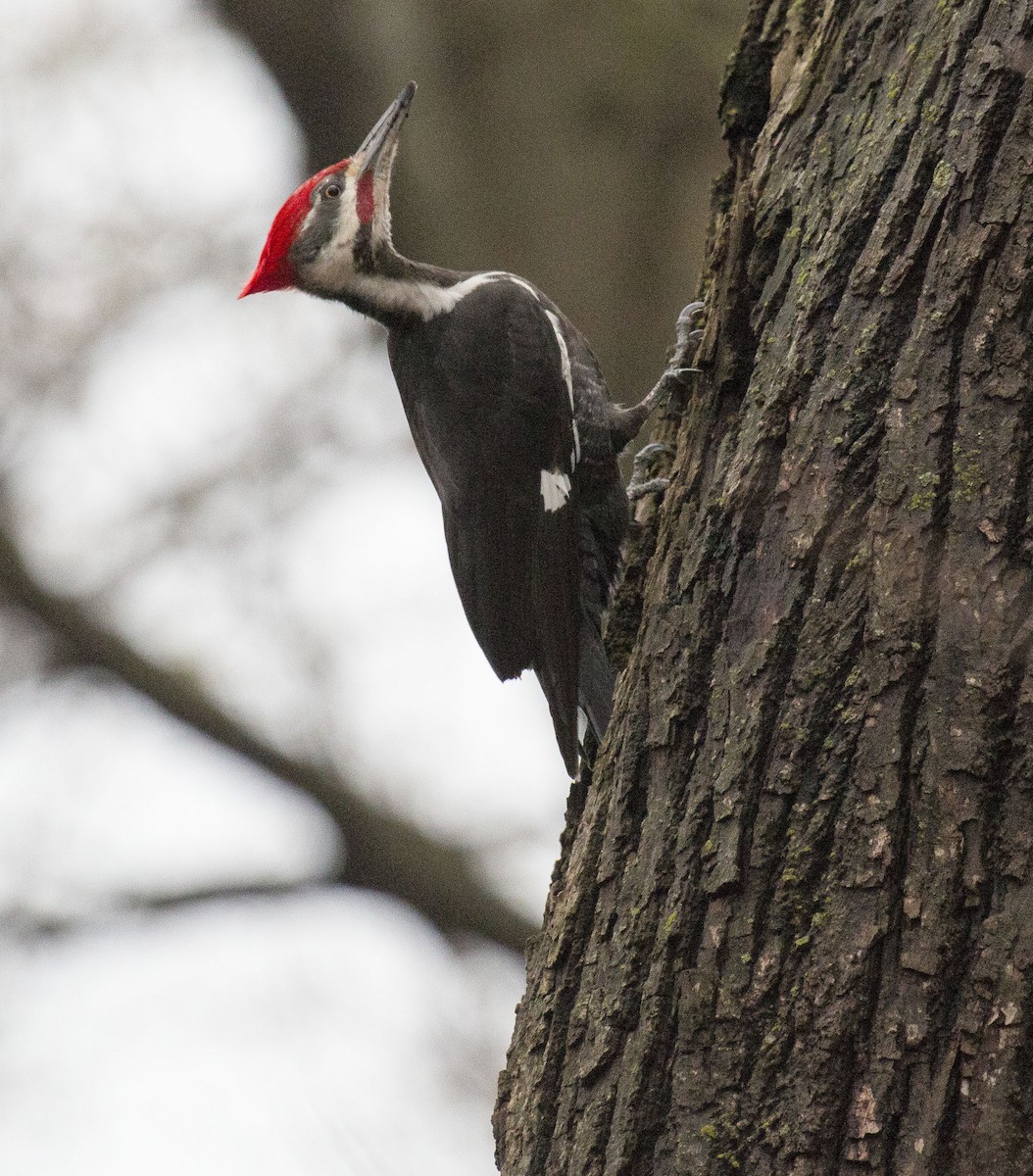 Pileated Woodpecker - Bonnie Graham
