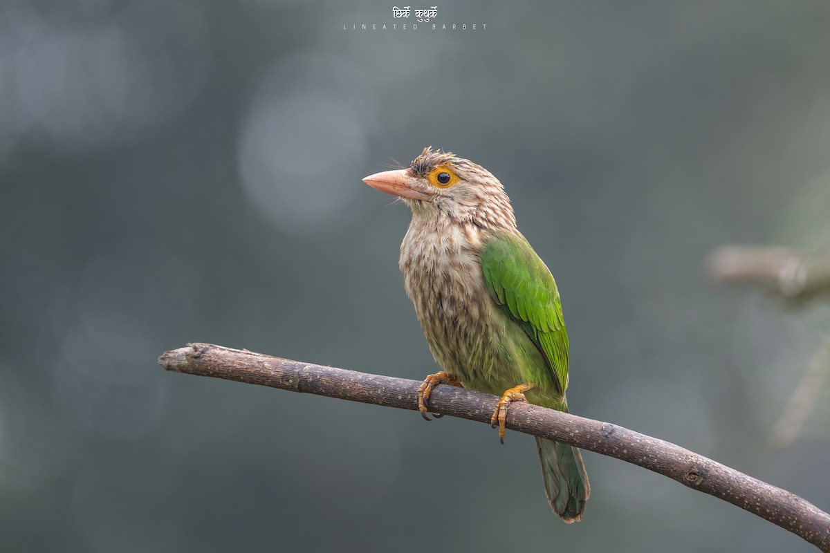 Lineated Barbet - ML543863341