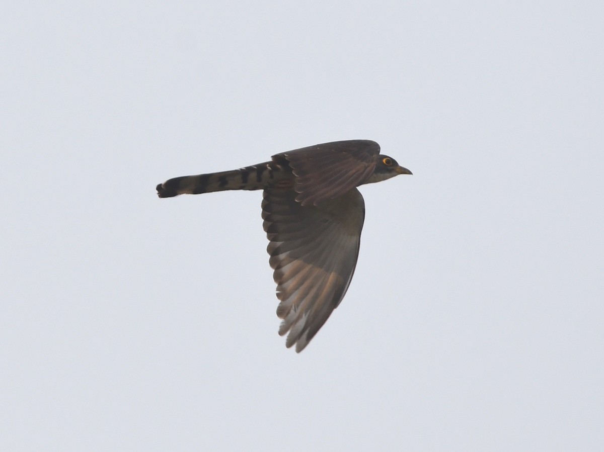 Thick-billed Cuckoo (African) - Gabriel Jamie