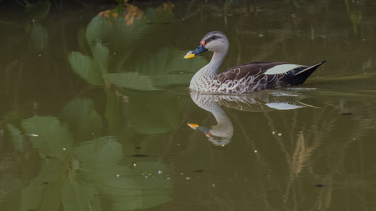 Indian Spot-billed Duck - ML543864331