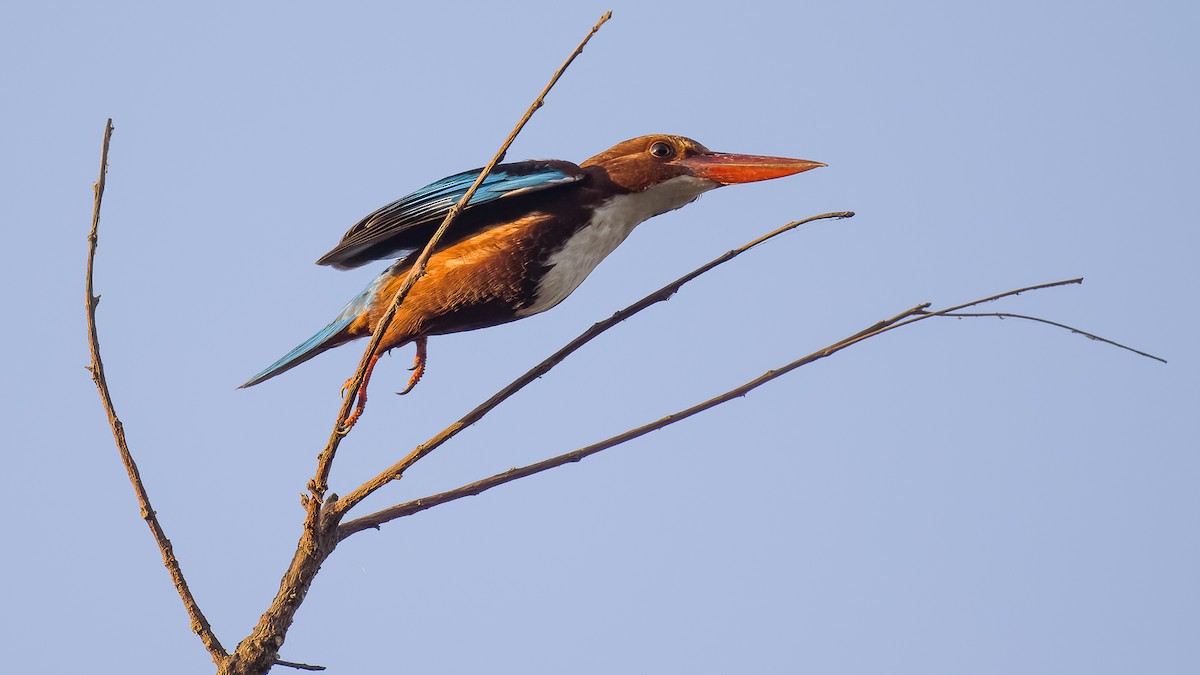 White-throated Kingfisher - SRINIVASA RAO BUDDIGA