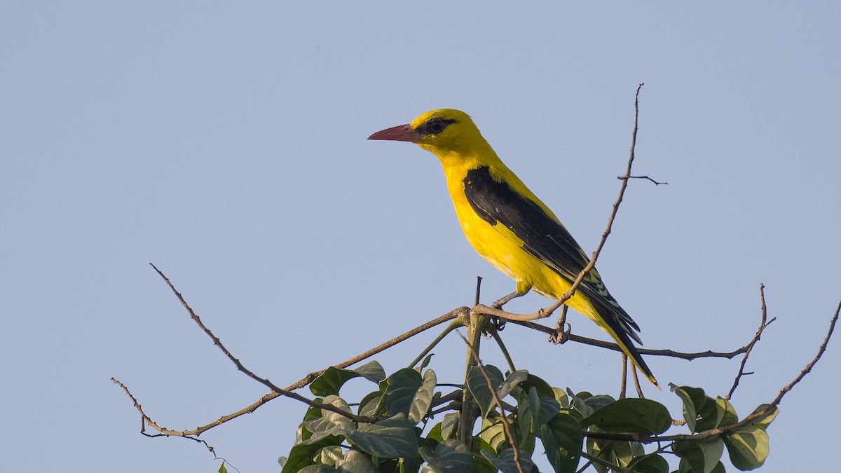 Indian Golden Oriole - ML543866681