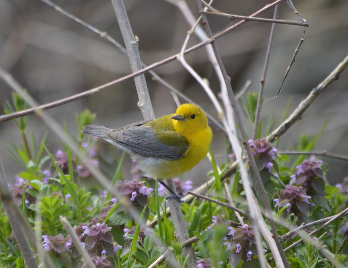 Prothonotary Warbler - ML54386671