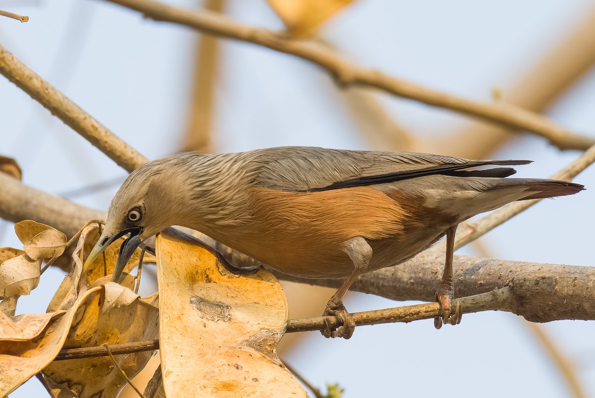 Chestnut-tailed Starling - ML543866991