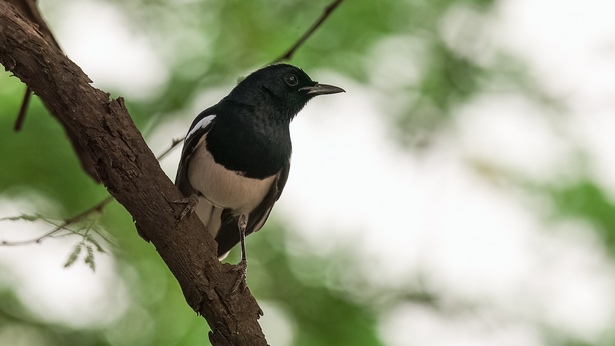 Oriental Magpie-Robin - SRINIVASA RAO BUDDIGA