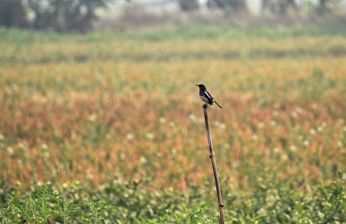 Oriental Magpie-Robin - Aritra Bhattacharya