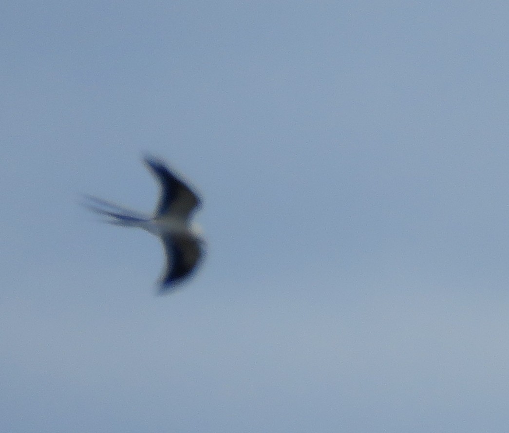 Swallow-tailed Kite - ML54387191