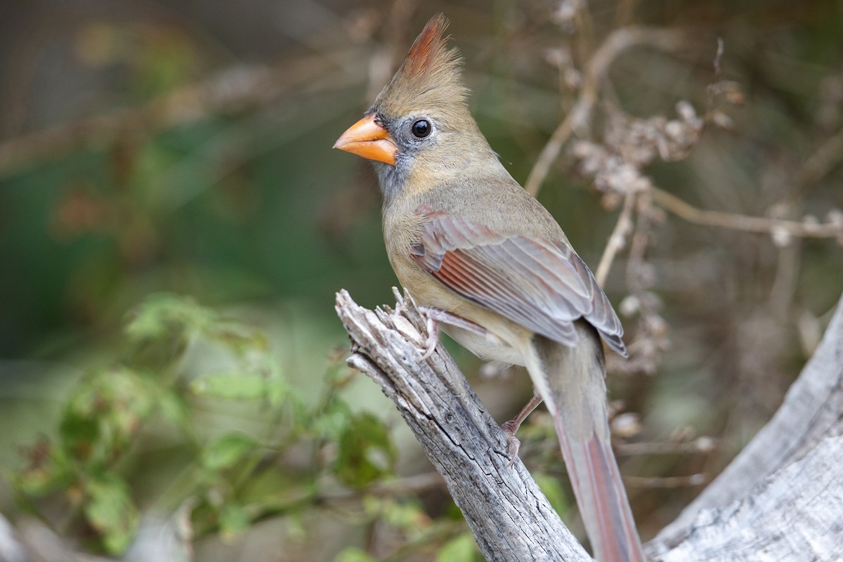Northern Cardinal (Common) - ML543874151