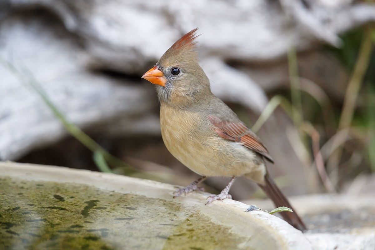 Northern Cardinal (Common) - ML543874161