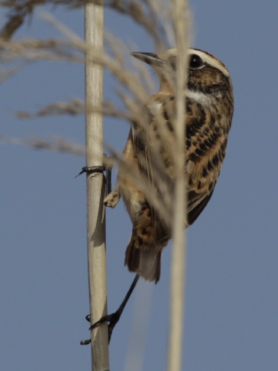Whinchat - ML54387421