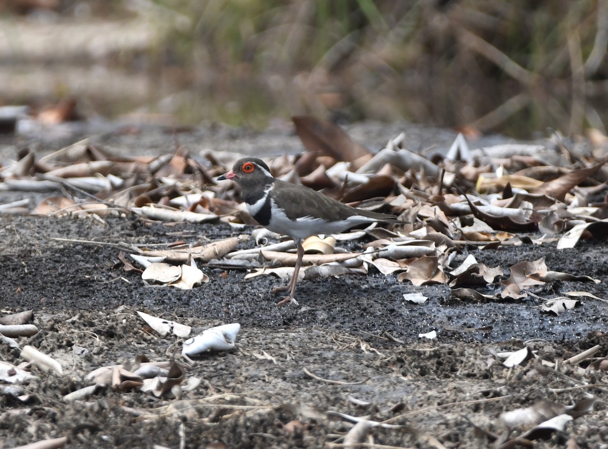 Forbes's Plover - ML543876401