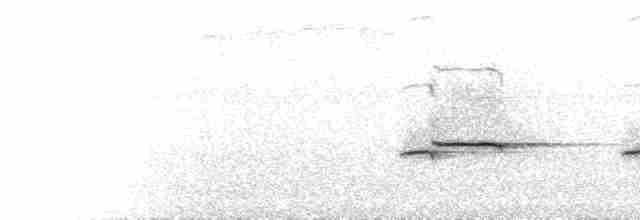  - White-tailed Flycatcher