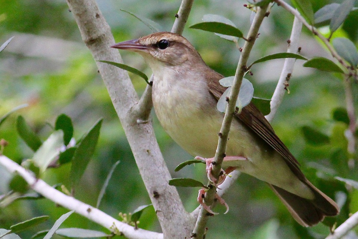 Swainson's Warbler - Ronald Newhouse