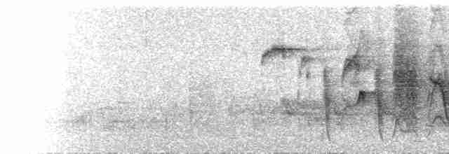  - Pale-chinned Flycatcher