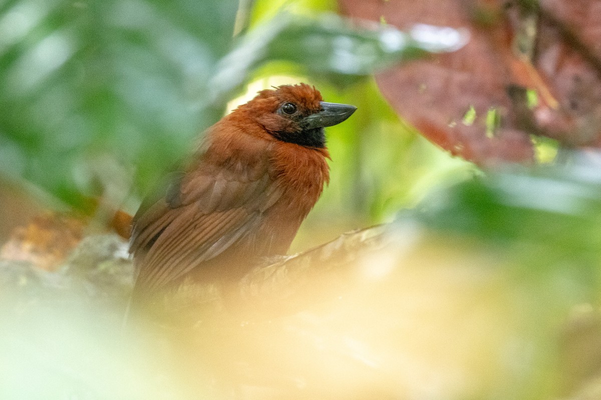 Rondonia Bushbird - ML543882021