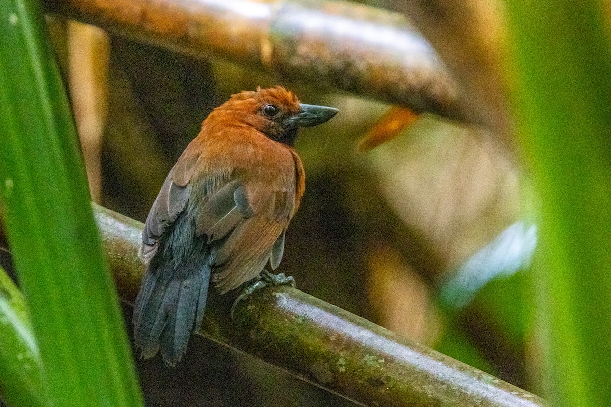 Rondonia Bushbird - ML543882031