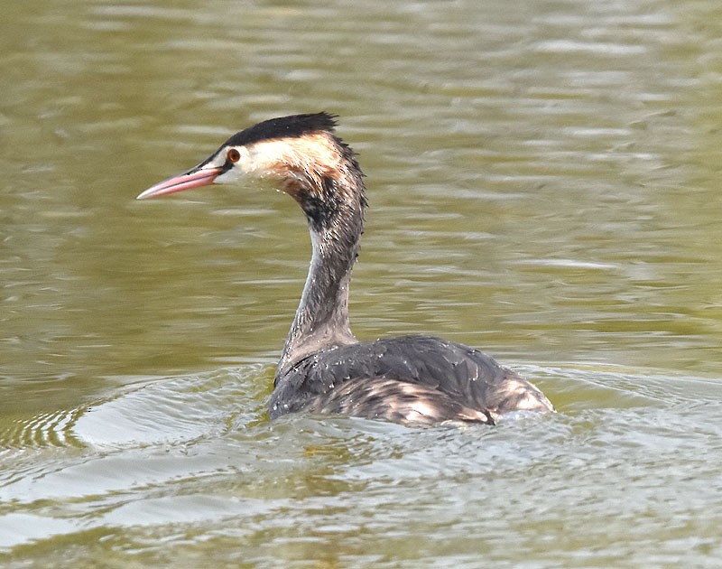 Great Crested Grebe - ML543882161