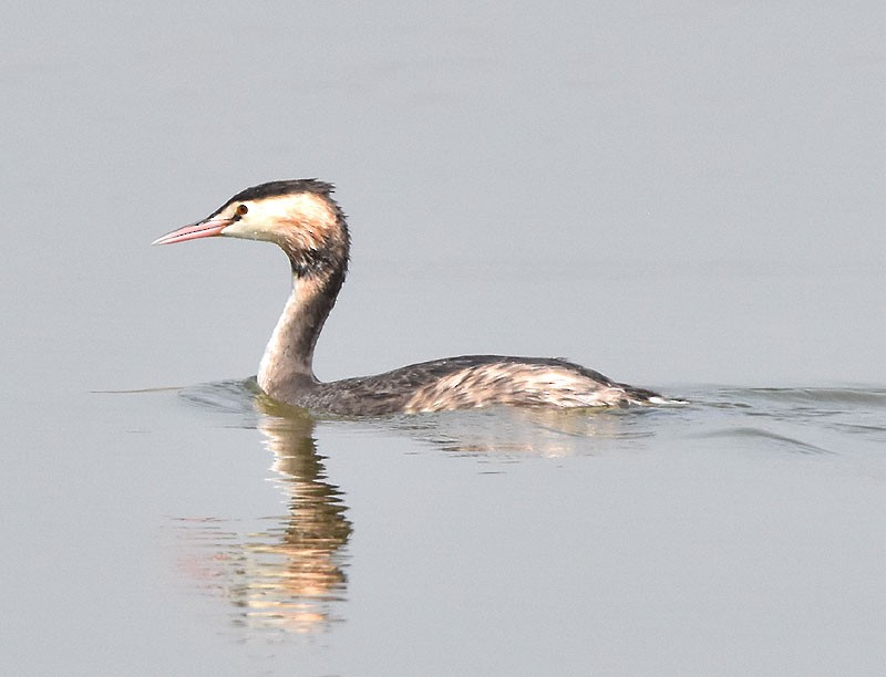 Great Crested Grebe - ML543882171
