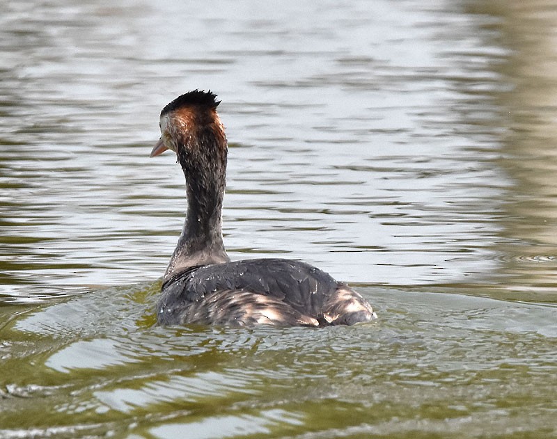 Great Crested Grebe - ML543882181