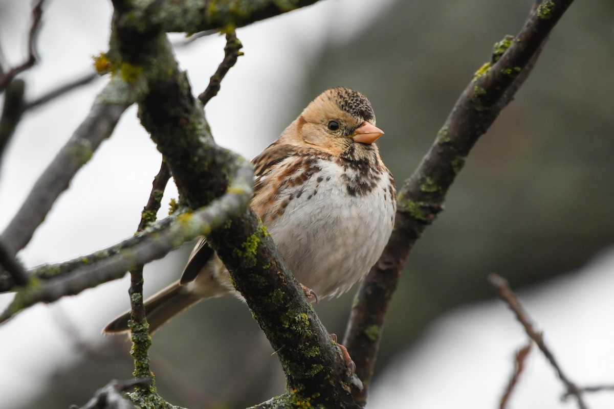 Harris's Sparrow - Hunter Hebenstreit