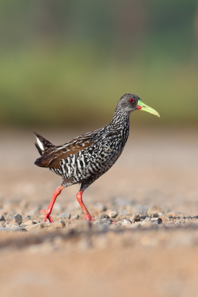 Spotted Rail - ML543884341