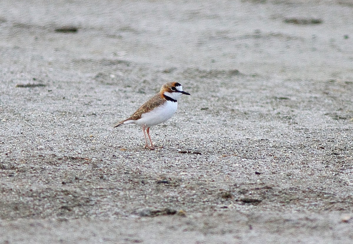 Collared Plover - ML543889281