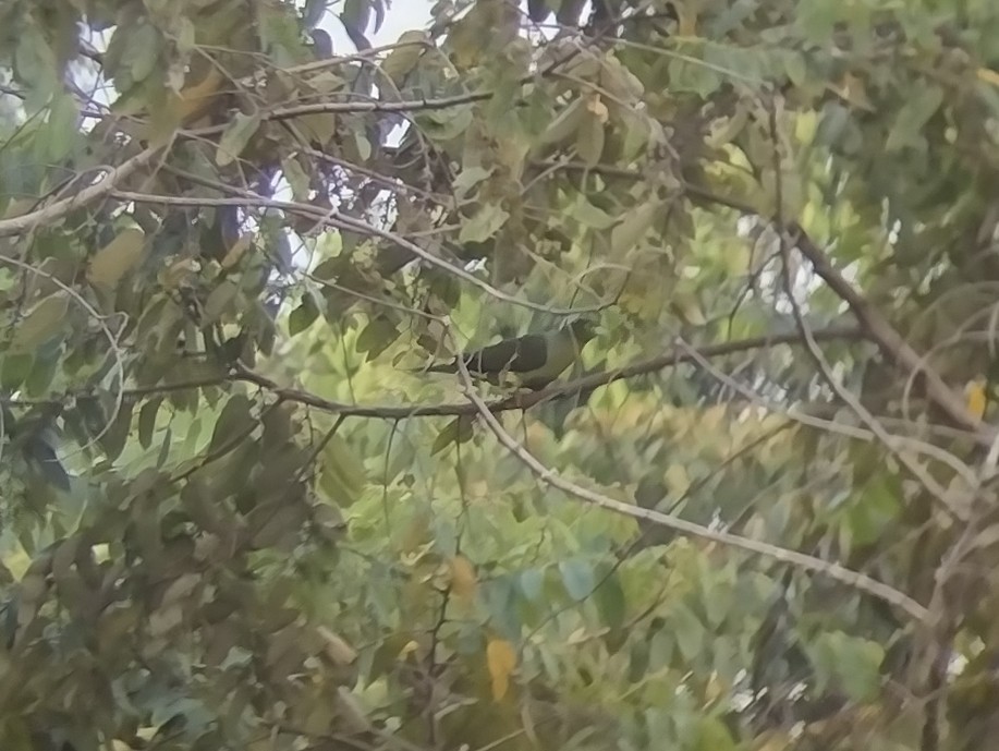 Sumatran Green-Pigeon - ML543890031