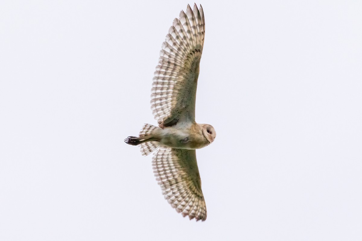 Australasian Grass-Owl - Louis Bevier