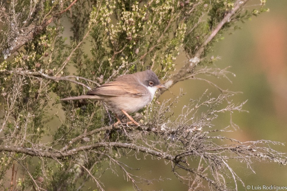 Spectacled Warbler - Luis Rodrigues