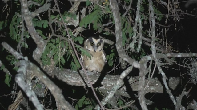 Buff-fronted Owl - ML543902281