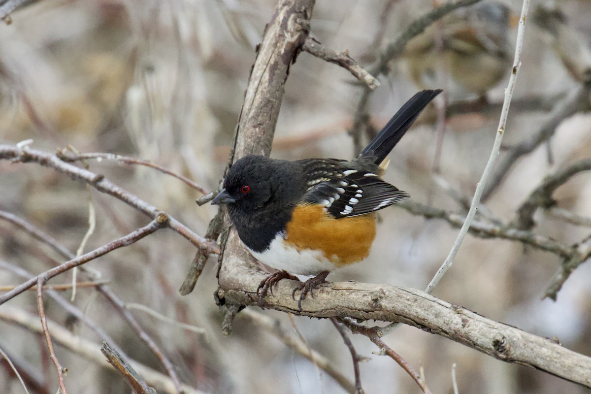 Spotted Towhee - ML543905231