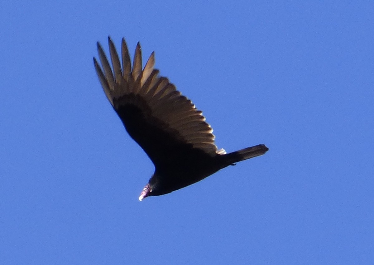 Turkey Vulture - ML54390591