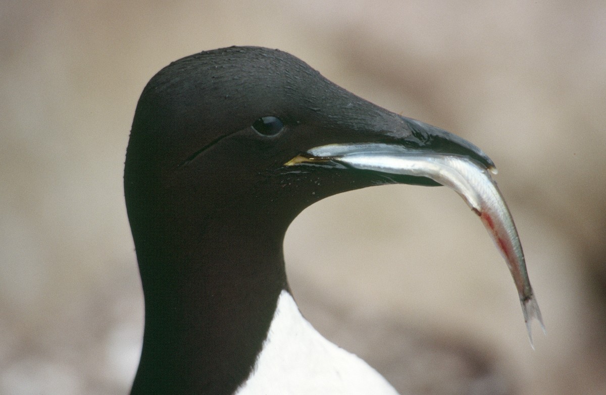 Thick-billed Murre - ML543906361