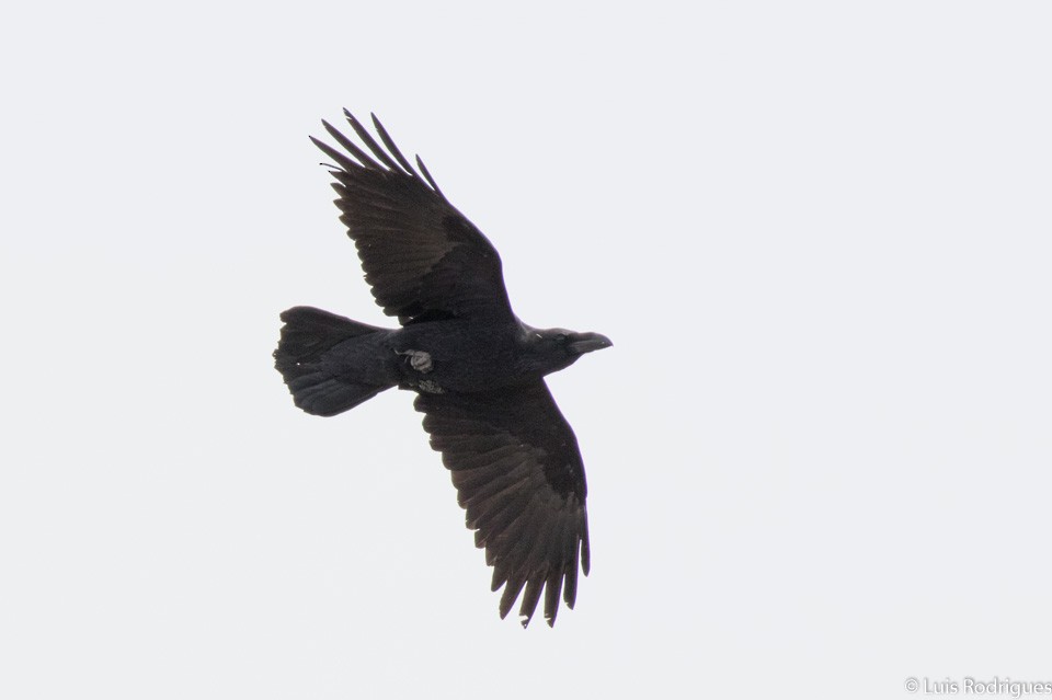 Common Raven - Luis Rodrigues