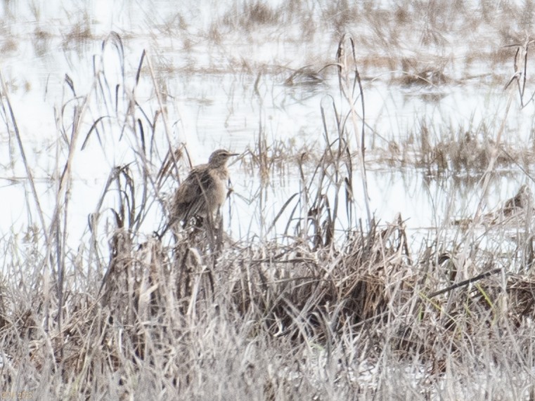Water Pipit - ML543909831